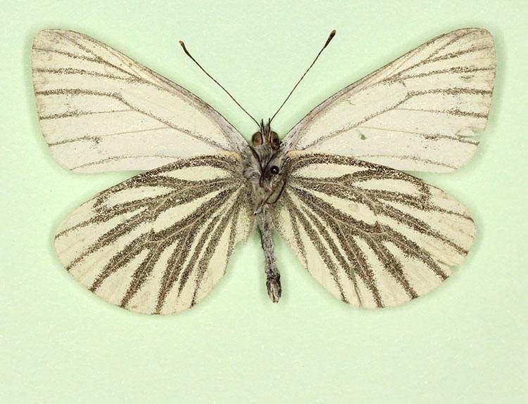 Pieris napi male (aberrant form nov, verso 2) (Internet Image property of respective owner, non-commercial use only)